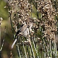 DSC03080.jpg