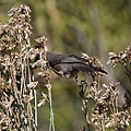DSC03090.jpg
