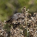 DSC03123.jpg