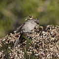 DSC03119.jpg
