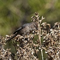DSC03125.jpg