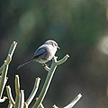 DSC03230.jpg
