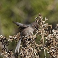 DSC03124.jpg