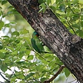 DSC05539.jpg