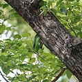 DSC05542.jpg
