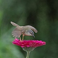 IMGP1103.jpg