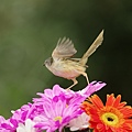 IMGP2257.jpg