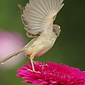 IMGP2215.jpg