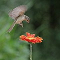 IMGP0821.jpg
