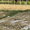 60247BBA-68A9-4AEB-ACBD-7B94EFAA3654.jpeg