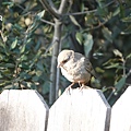 DSC07381.jpg