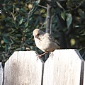 DSC07378.jpg