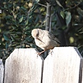 DSC07379.jpg