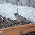 DSC07384.jpg