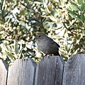 DSC07387.jpg