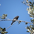 DSC07401.jpg