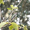 DSC07408.jpg