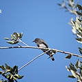 DSC07403.jpg