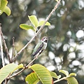 DSC07410.jpg