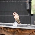 DSC07453.jpg