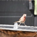 DSC07465.jpg