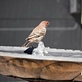 DSC07463.jpg