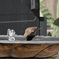 DSC07505.jpg