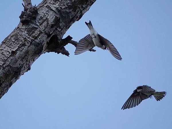 Tree Swallow 雙色樹燕