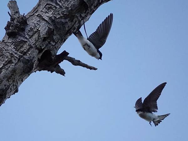 Tree Swallow 雙色樹燕