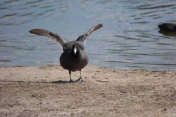 Prado Regional Park