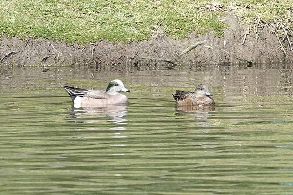 克雷格區域公園