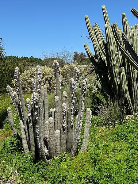 Fullerton Arboretum （植物園）