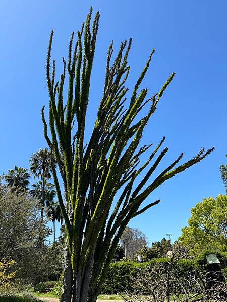 Fullerton Arboretum （植物園）