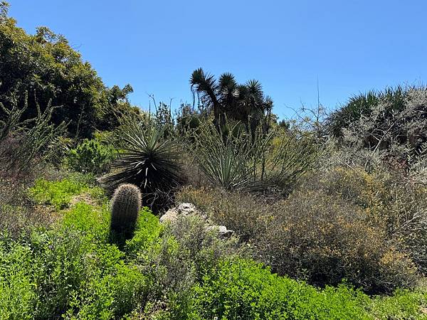 Fullerton Arboretum （植物園）