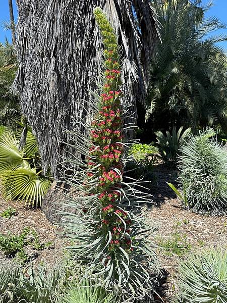 Fullerton Arboretum （植物園）