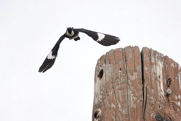 橡樹啄木鳥