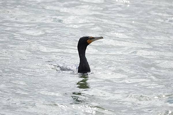 鸕鶿、蒼鷺幼鳥