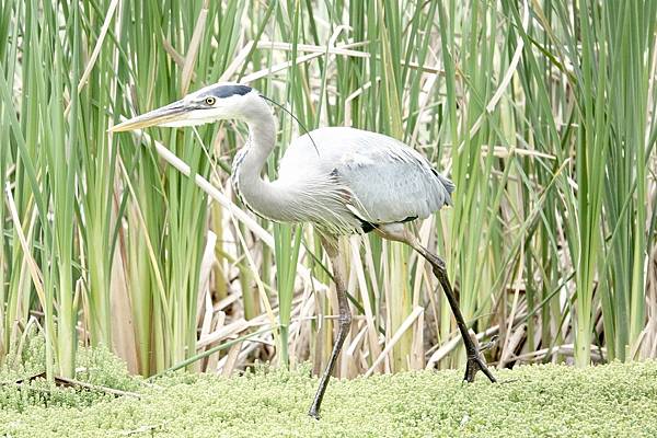 鸕鶿、蒼鷺幼鳥