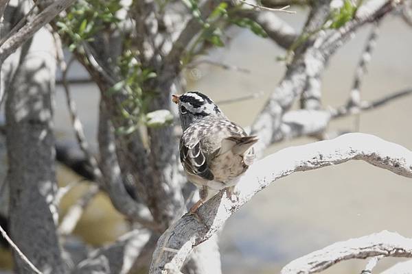 Henderson Bird Viewing Preserv