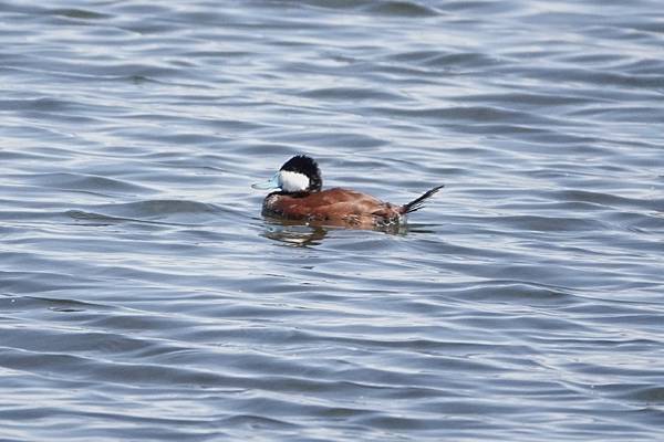 Henderson Bird Viewing Preserv