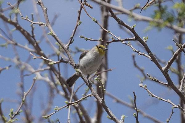 Henderson Bird Viewing Preserv