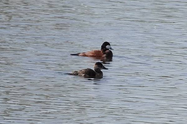 Henderson Bird Viewing Preserv