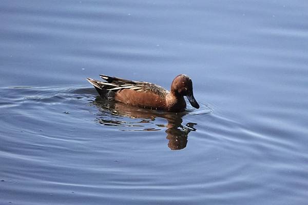 Henderson Bird Viewing Preserv