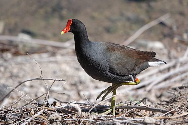 Henderson Bird Viewing Preserv