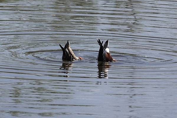 Henderson Bird Viewing Preserv