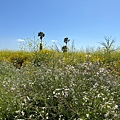 IMG_9833.jpeg