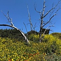 IMG_9847.jpeg