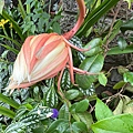 IMG_0229.jpeg