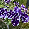 IMG_0383.jpeg
