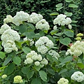 IMG_2099.jpeg